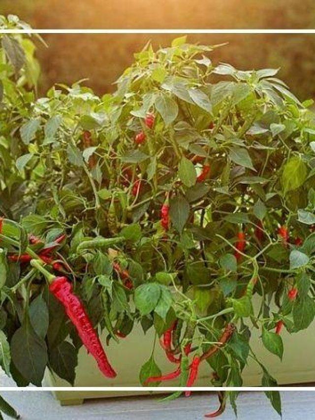 Growing Peppers In Containers Complete Guide Here In The Catskills Growing Peppers In Containers Complete Guide Here In The Catskills